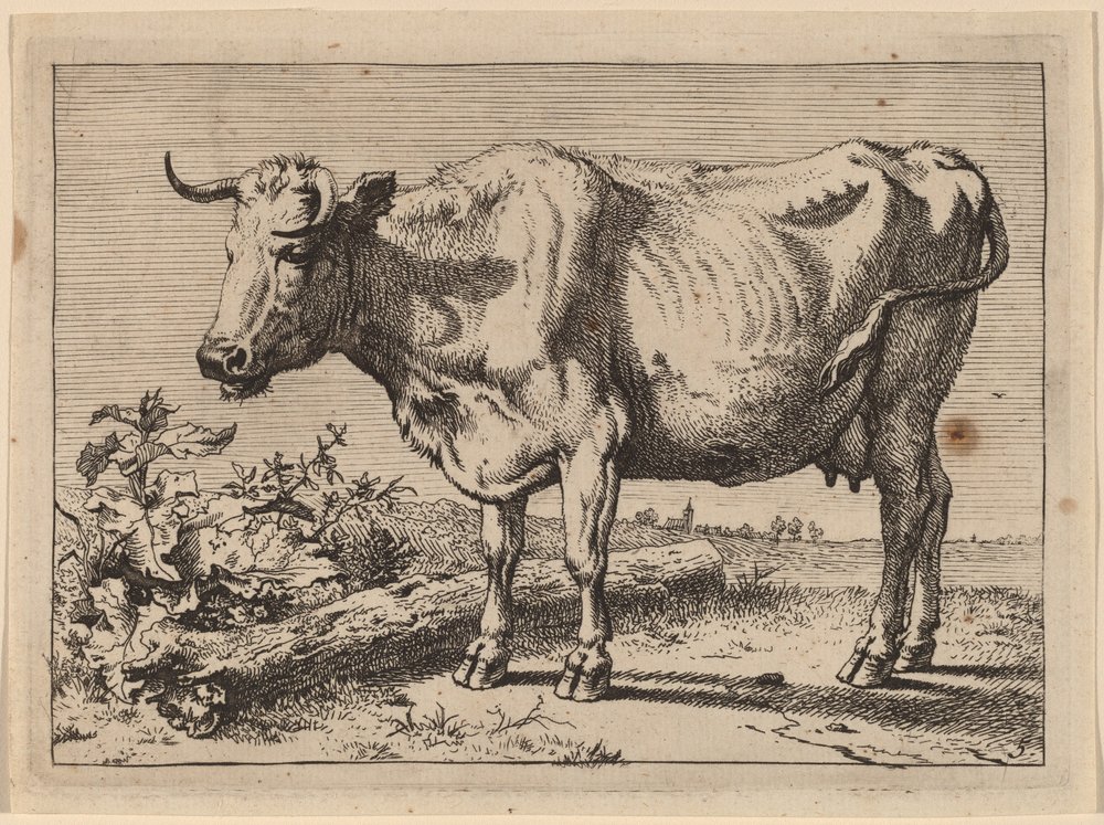 Vache debout (Vache avec une corne froissée) - Paulus Potter