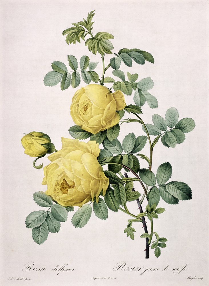 Rosa sulfurea, gravée par Langlois, tirée de « Les Roses », 1817-24 - Pierre-Joseph Redouté