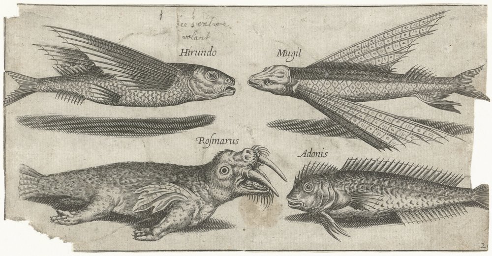 Poisson volant, grondin, poisson-limace et un morse