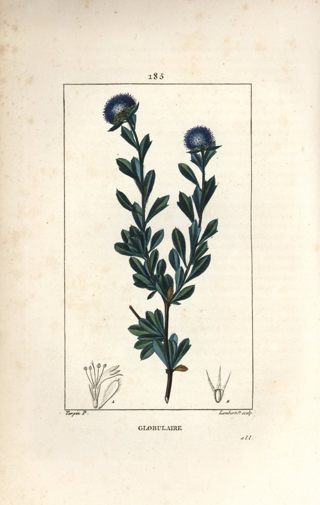 Variété de globulaire - Pierre Jean Francois Turpin