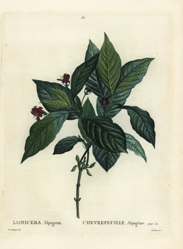 Chèvrefeuille alpin (Lonicera alpigena) - Pierre-Joseph Redouté