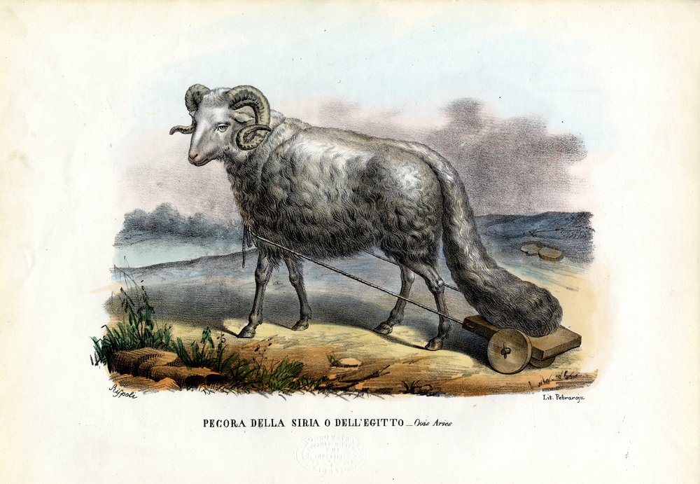 Mouton à queue grasse, 1863-79 | Raimundo Petraroja