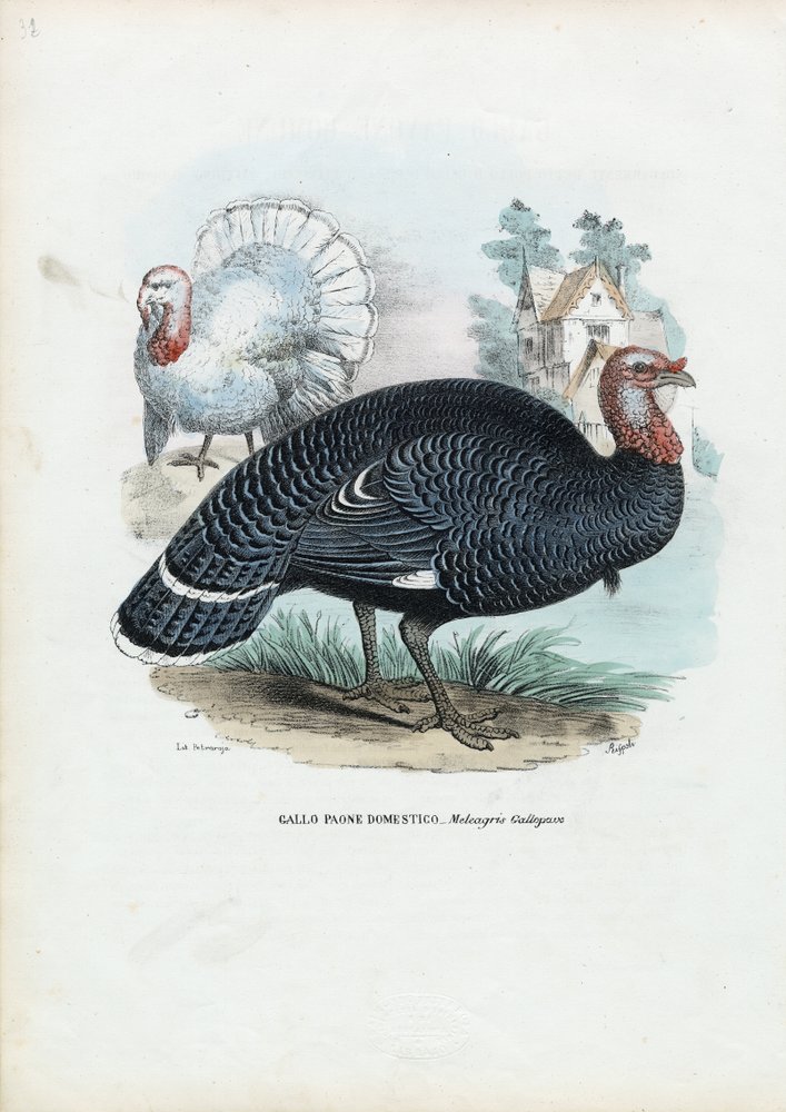 Dindon sauvage, 1863-79 | Raimundo Petraroja