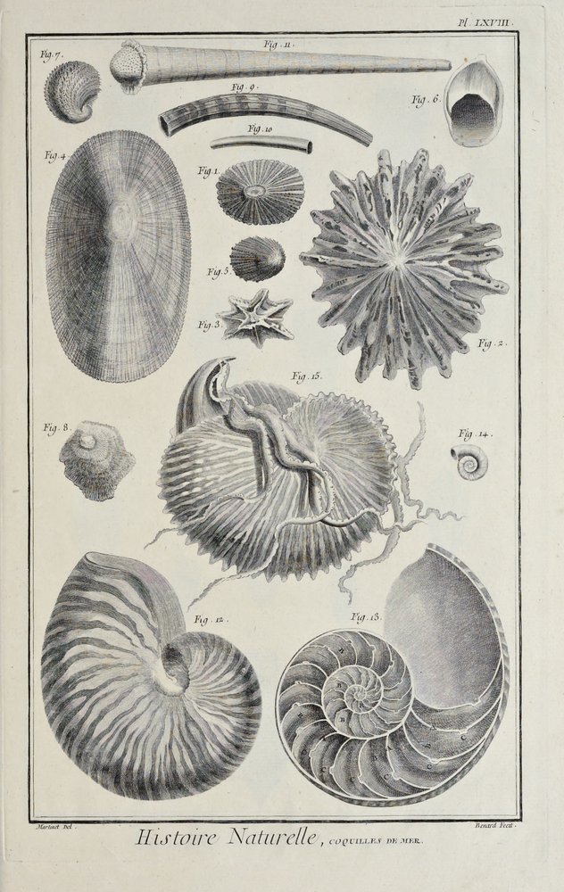 Coquillages marins, illustration du 