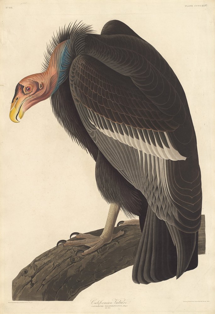 Vautour californien, 1838 - Robert Havell