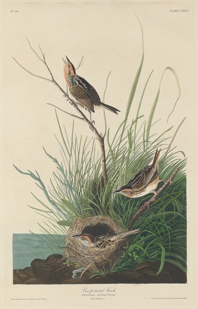 Pinson à queue pointue, 1832. - Robert Havell