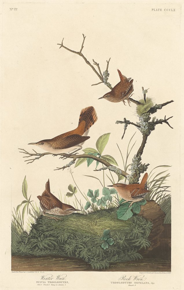 Troglodyte des forêts et Troglodyte des rochers - Robert Havell after John James Audubon