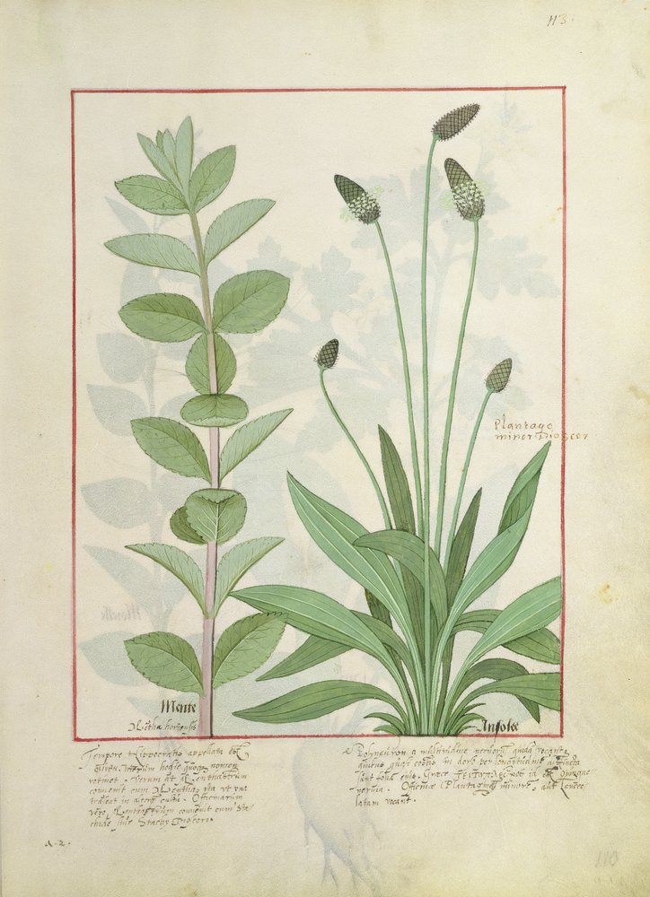 Menthe et plantain, ou ribwort, illustration de 