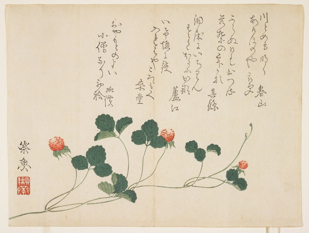 Framboises - Saigyo