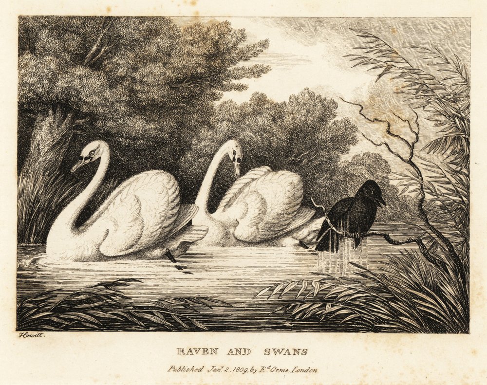 Un corbeau essaie de se laver pour ressembler davantage aux cygnes blancs. 1811 - Samuel Howitt