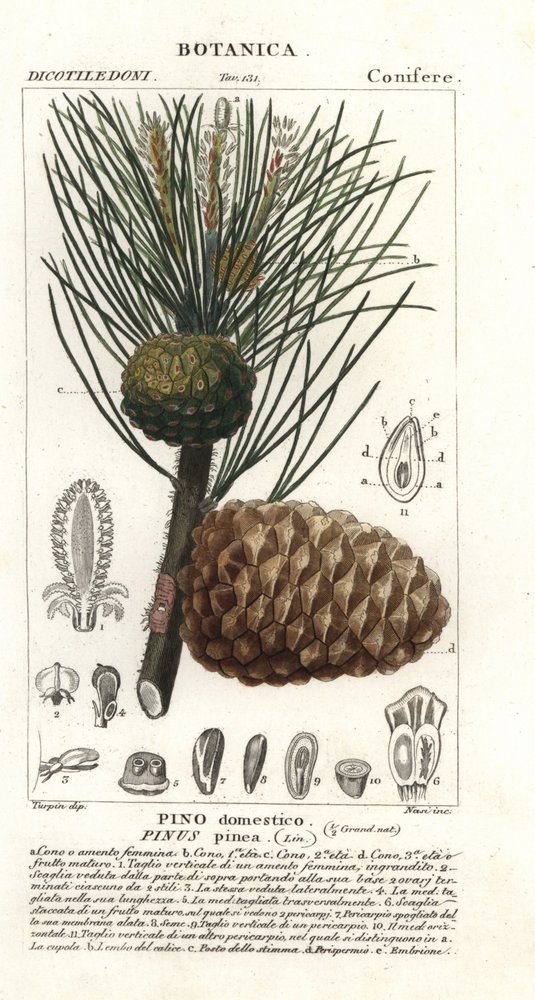 Pin parasol, Pinus pinea, Pino domestico - Stanghi Stanghi
