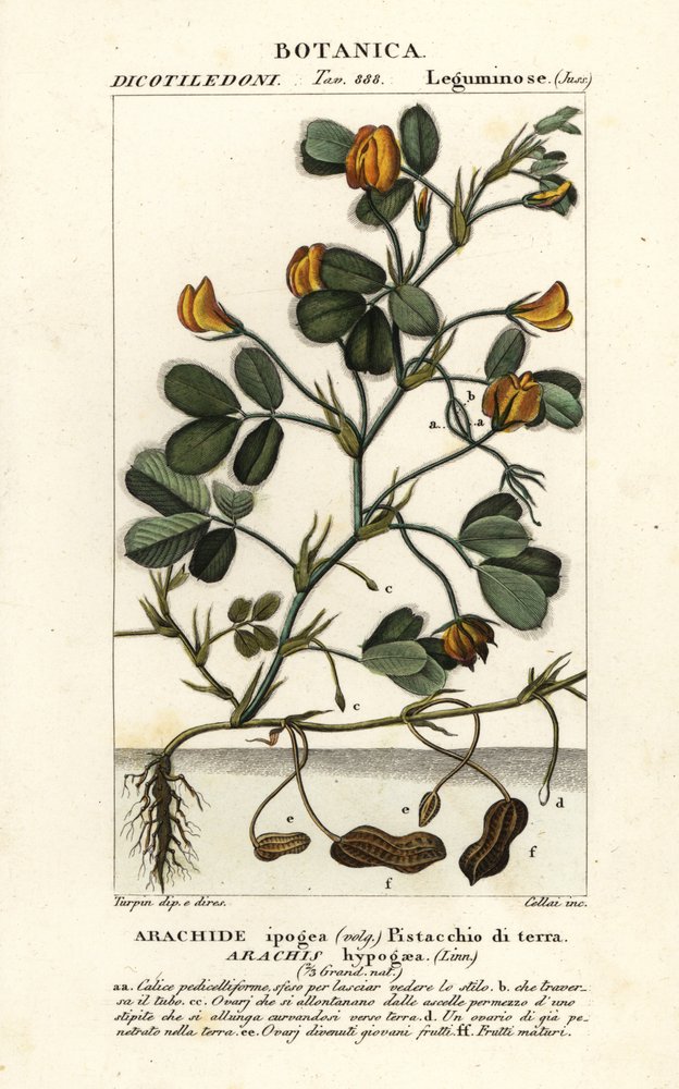Arachide ou cacahuète, Arachis hypogaea - Stanghi Stanghi