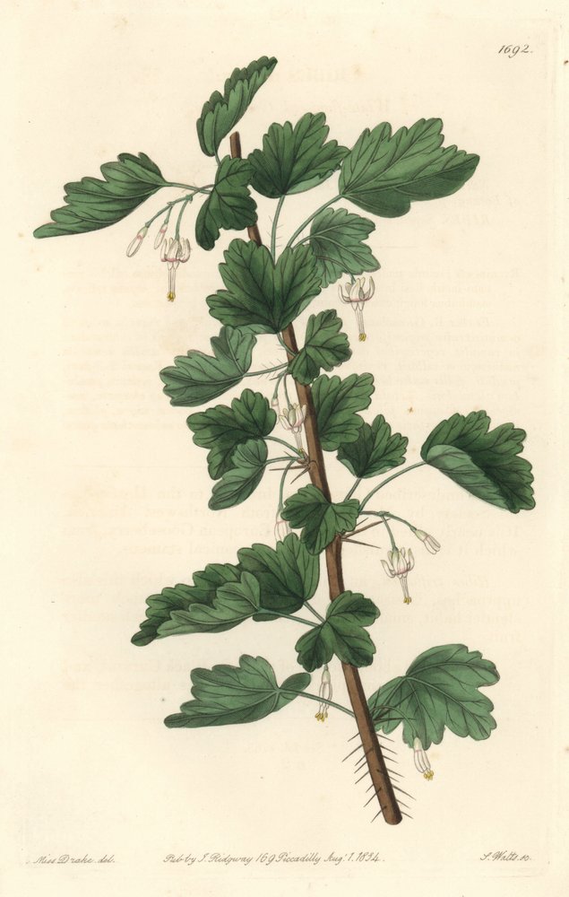 Groseillier, originaire d