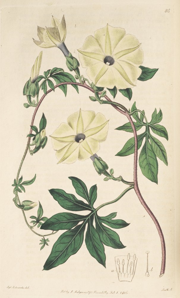 Ipomoea tuberculata - Unbekannt Unbekannt