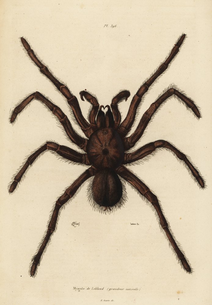 Mygale mangeuse d