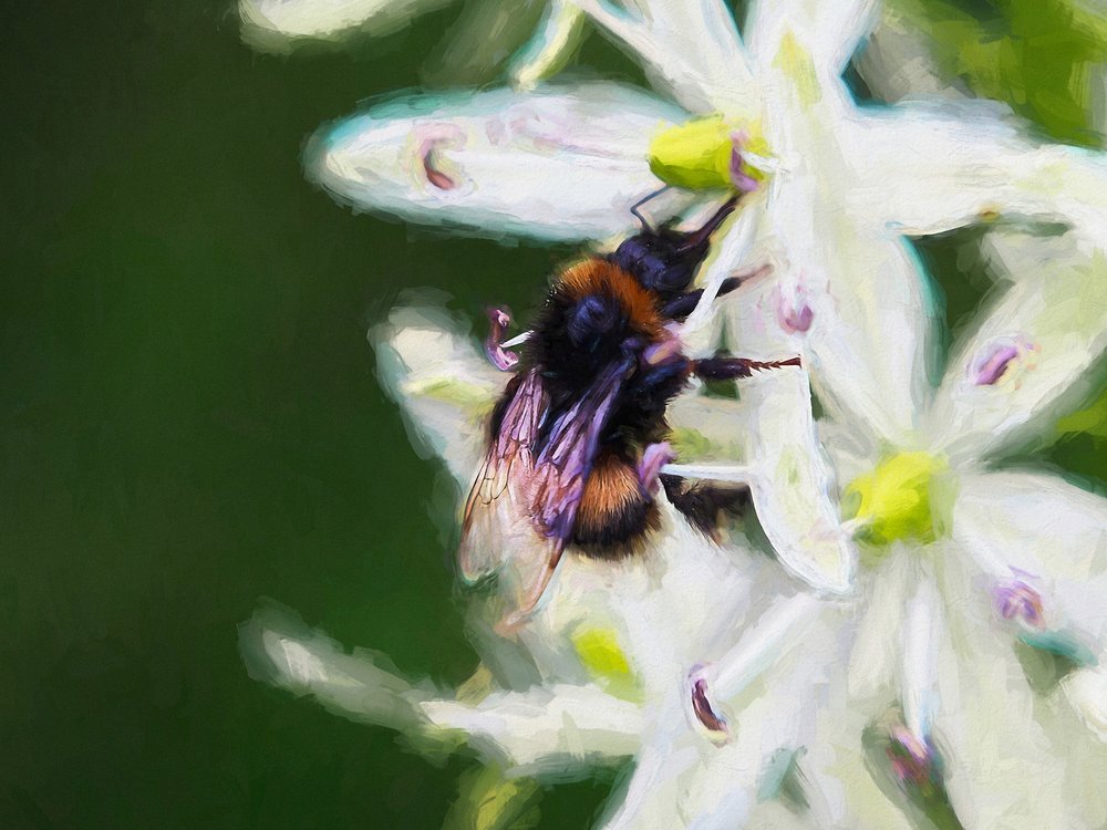 Abeille d