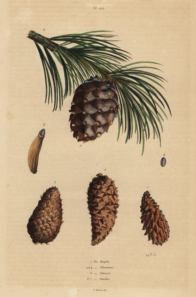Cônes de pin rampant, Pinus mugo, pin d'Alep, Pinus halepensis, pin ...