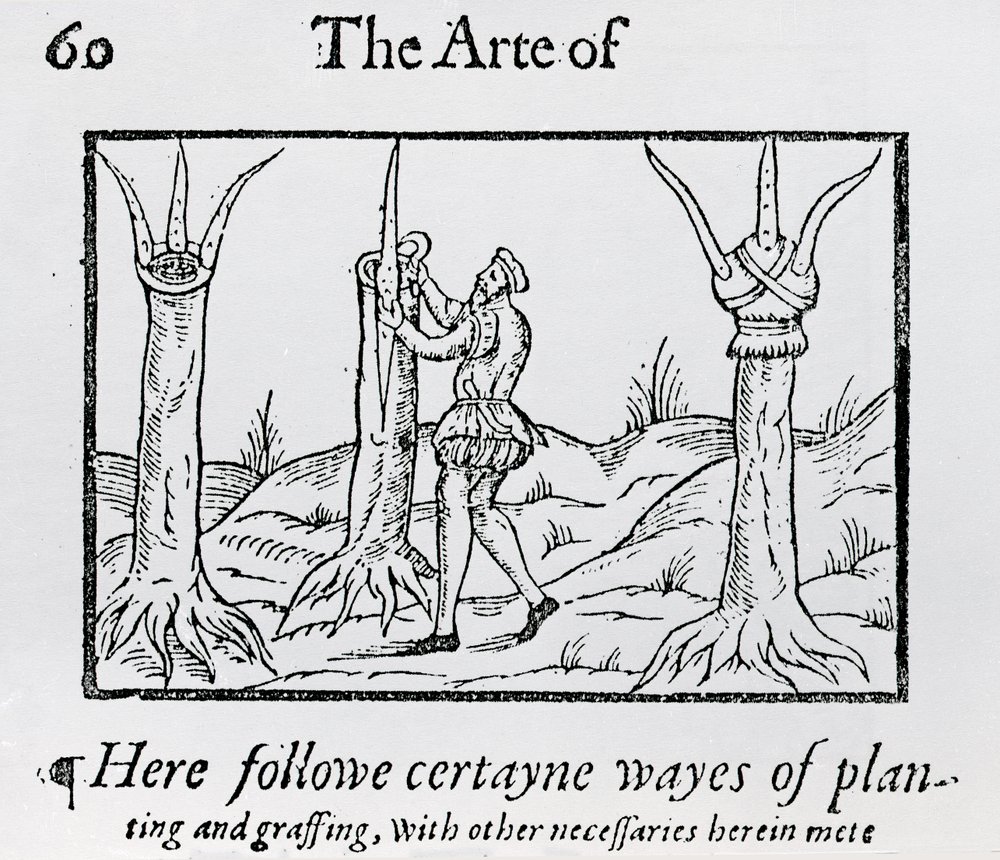 Greffer un arbre | Unbekannt | Estampe d'art