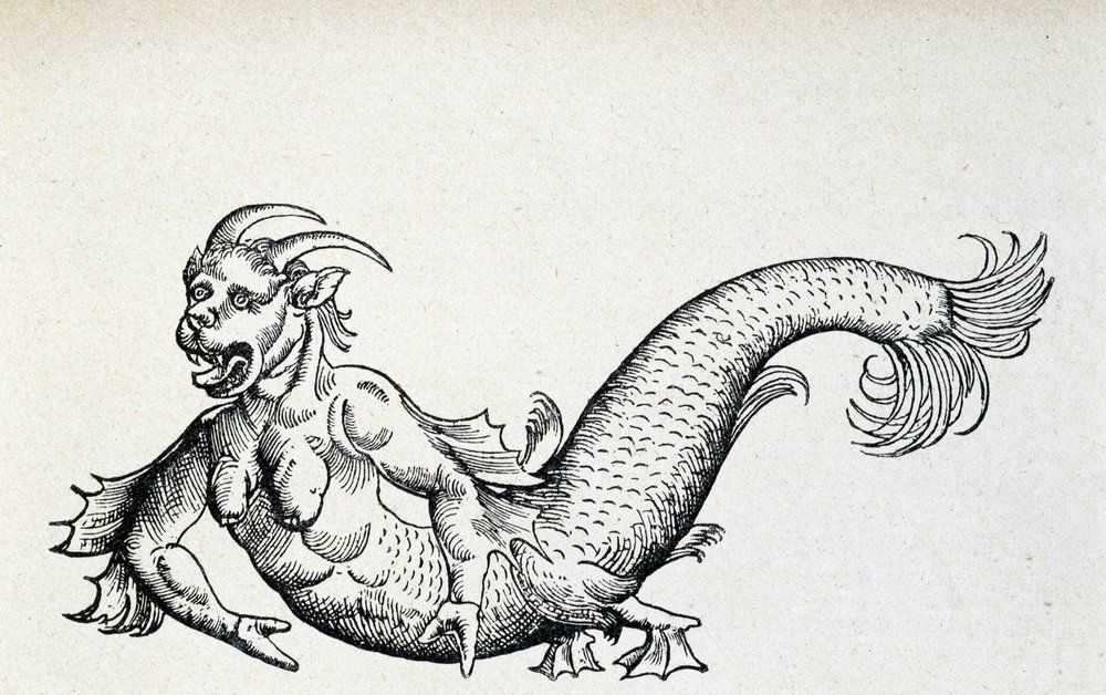 Diable de mer, supposément capturé dans la mer Adriatique au début du ...