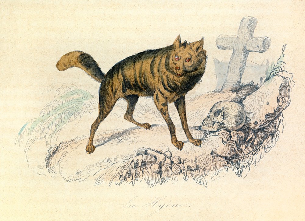 Illustration tirée du livre "Les Œuvres complètes de Buffon" : Les Quadrupèdes : La hyène (gravure) - Unknown artist