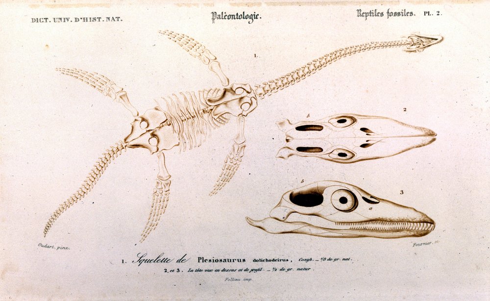Plésiosaure du Dictionnaire Universel d