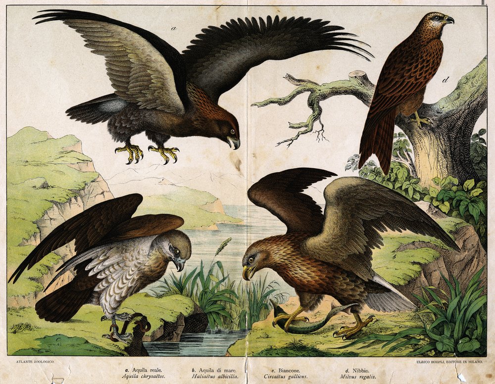 a : Aigle royal (Aquila chrysaëtos), b : Pygargue à queue blanche (Haliaëtus albicilla), c : Circaète Jean-le-Blanc (Circaëtus gallicus), d : Milan royal (Milvus regalis) - dans « Histoire naturelle des oiseaux », éd. Hoepli, Milan. - Unknown artist