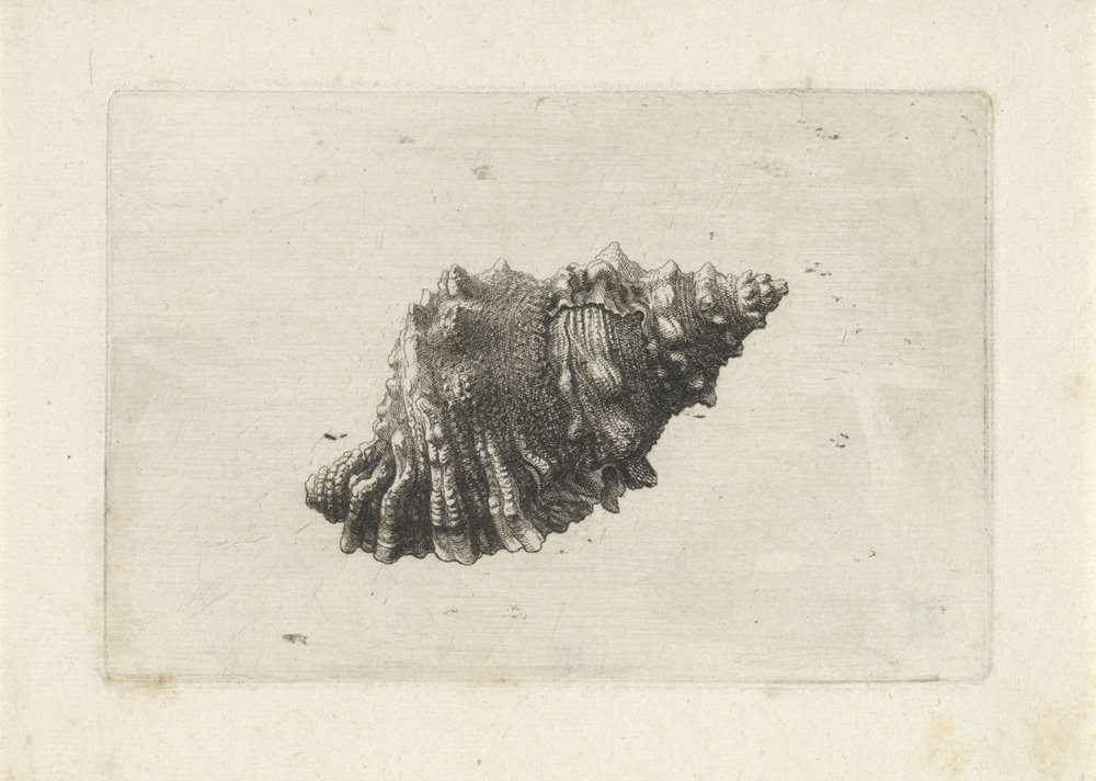 Coquille, bursa rubeta - Wenceslaus Hollar