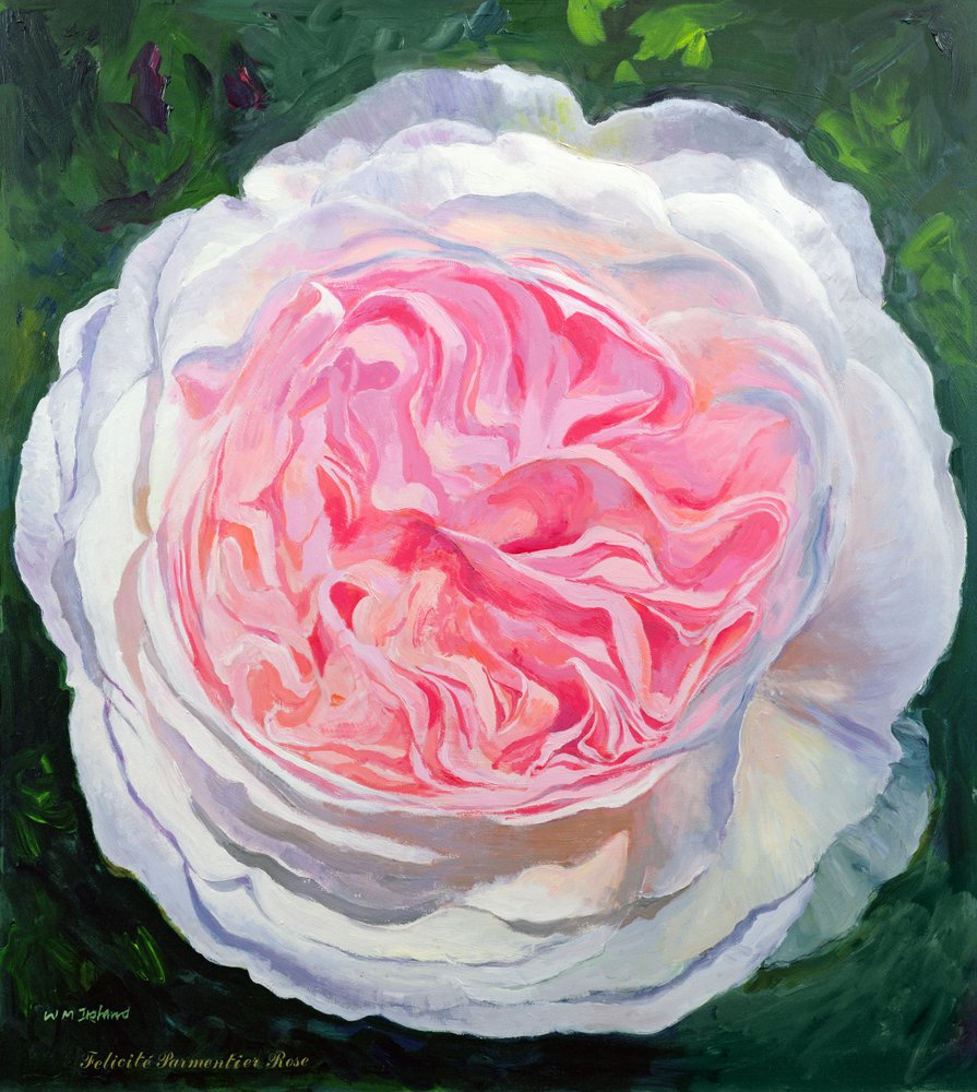 Rose victorienne - William Ireland