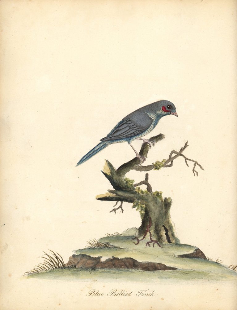 Cordonbleu à joues rouges, Uraeginthus bengalus. (Pinson à ventre bleu, Fringilla benghalus.) Gravure à la main en couleur d