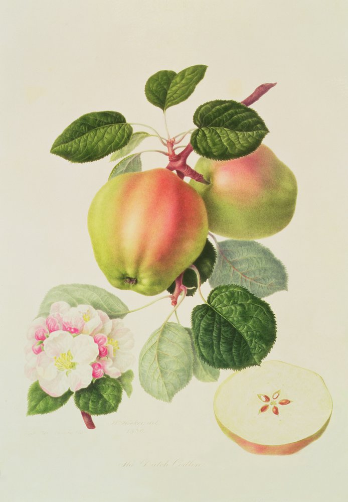 Le Codlin Hollandais, 1820 | William Hooker | Estampe d'art