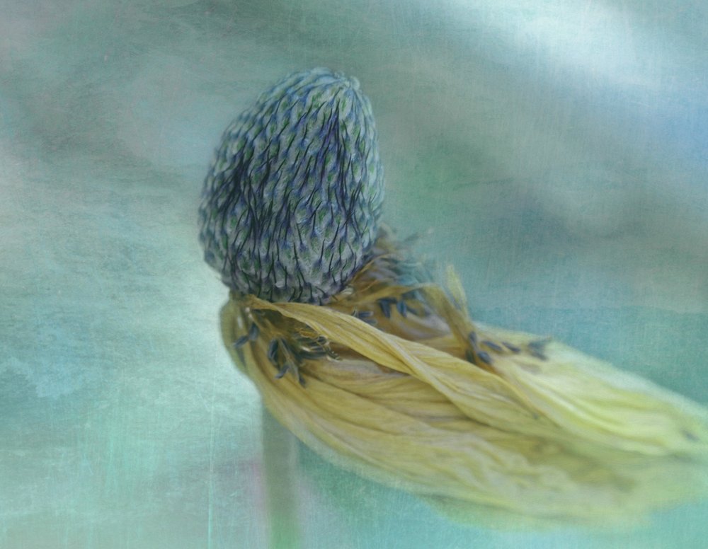 Fleur bleu pâle - Adriana Kastelan