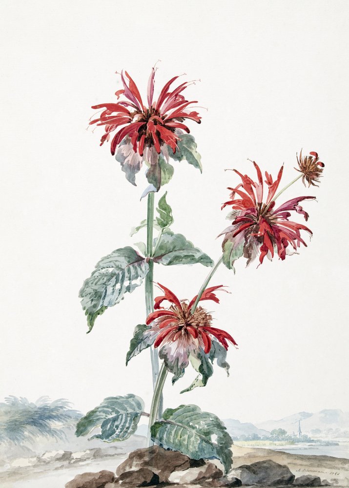 Une bergamote rouge dans un paysage - Aert Schouman