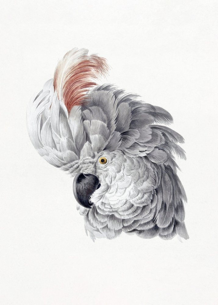 Cockatoo Head - Aert Schouman