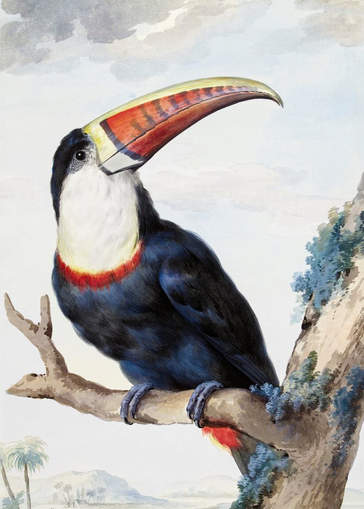 Toucan à bec rouge - Aert Schouman