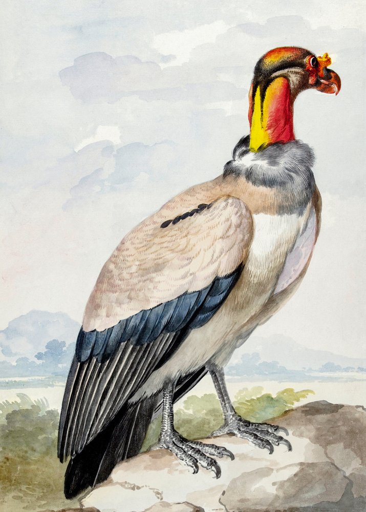 Oedicnème criard - Aert Schouman