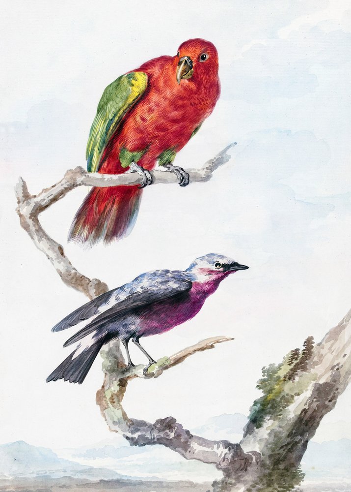 Deux oiseaux, dont un perroquet rouge et vert - Aert Schouman
