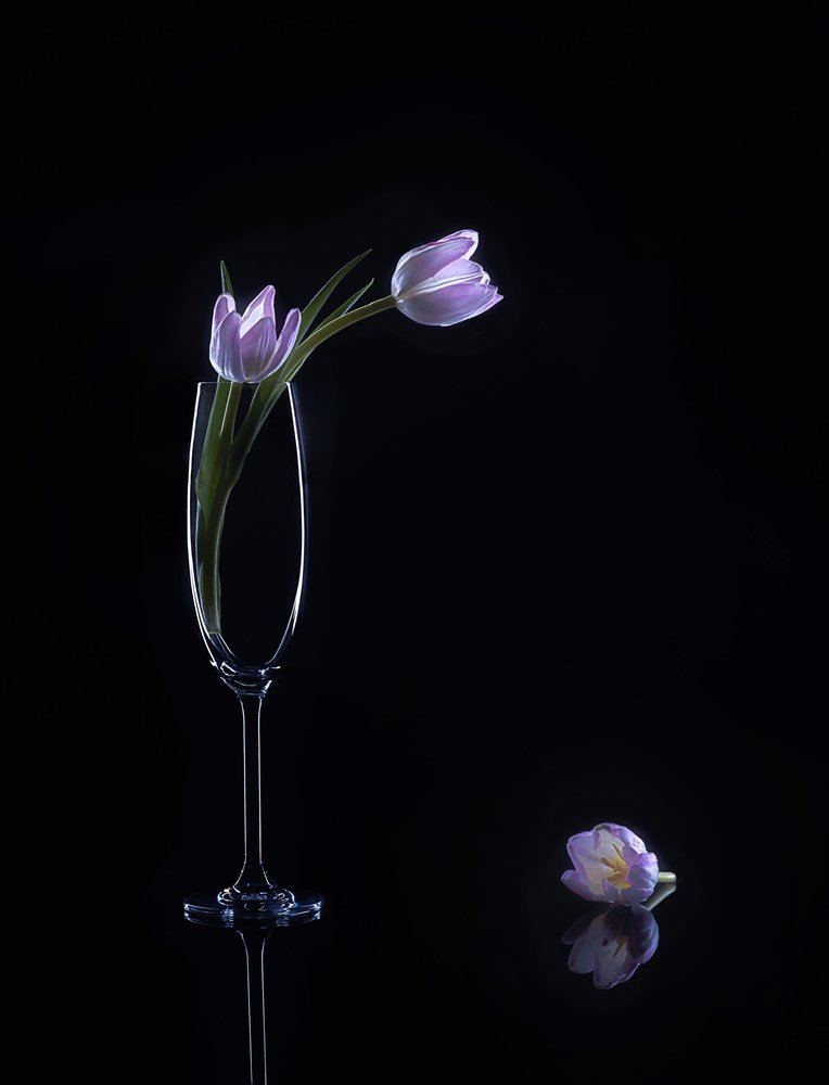 Élégantes tulipes violettes - Alice Sheng