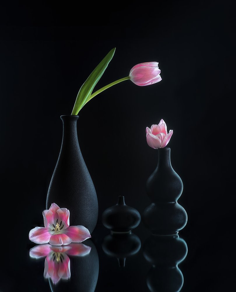 Élégantes reflets de tulipes - Alice Sheng