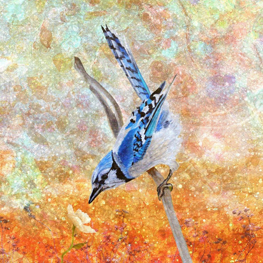 Le geai bleu curieux - Angeles M. Pomata