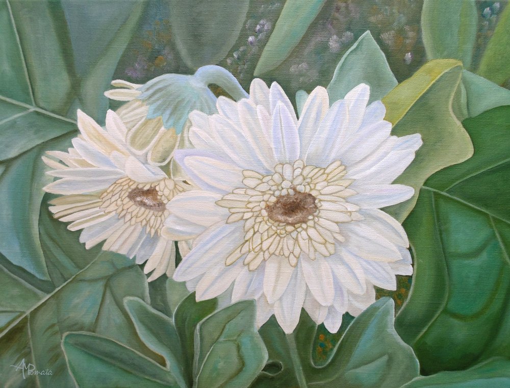 Gerberas blanches fraîchement coupées - Angeles M. Pomata