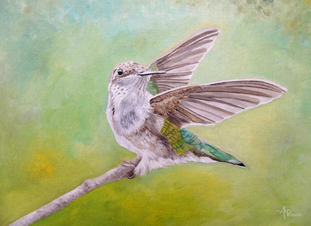Ailes de colibri perché - Angeles M. Pomata