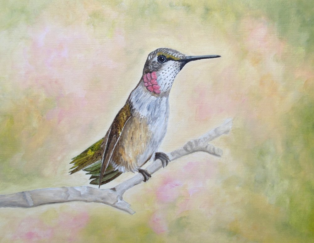 Colibri rubis perché - Angeles M. Pomata