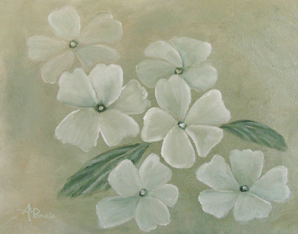 Primevère blanche - Angeles M. Pomata