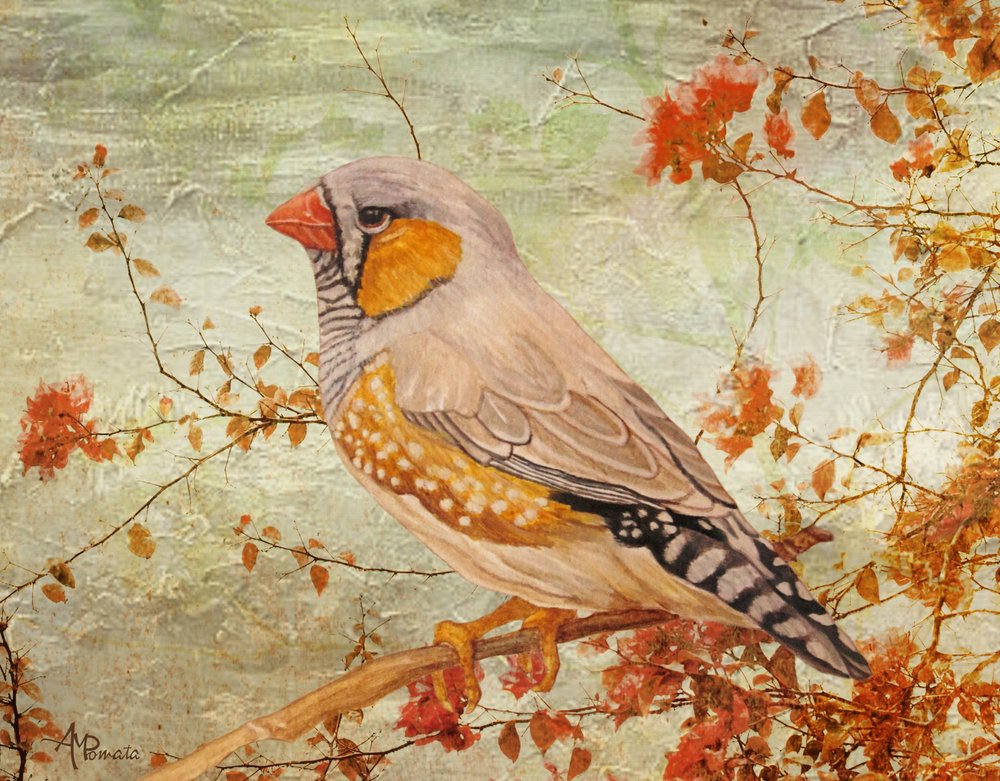 Un diamant mandarin sur une branche - Angeles M. Pomata
