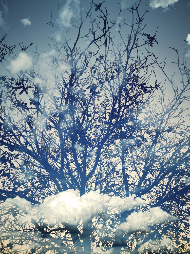 Des arbres sous un ciel bleu de rêve - Angelo Cerantola