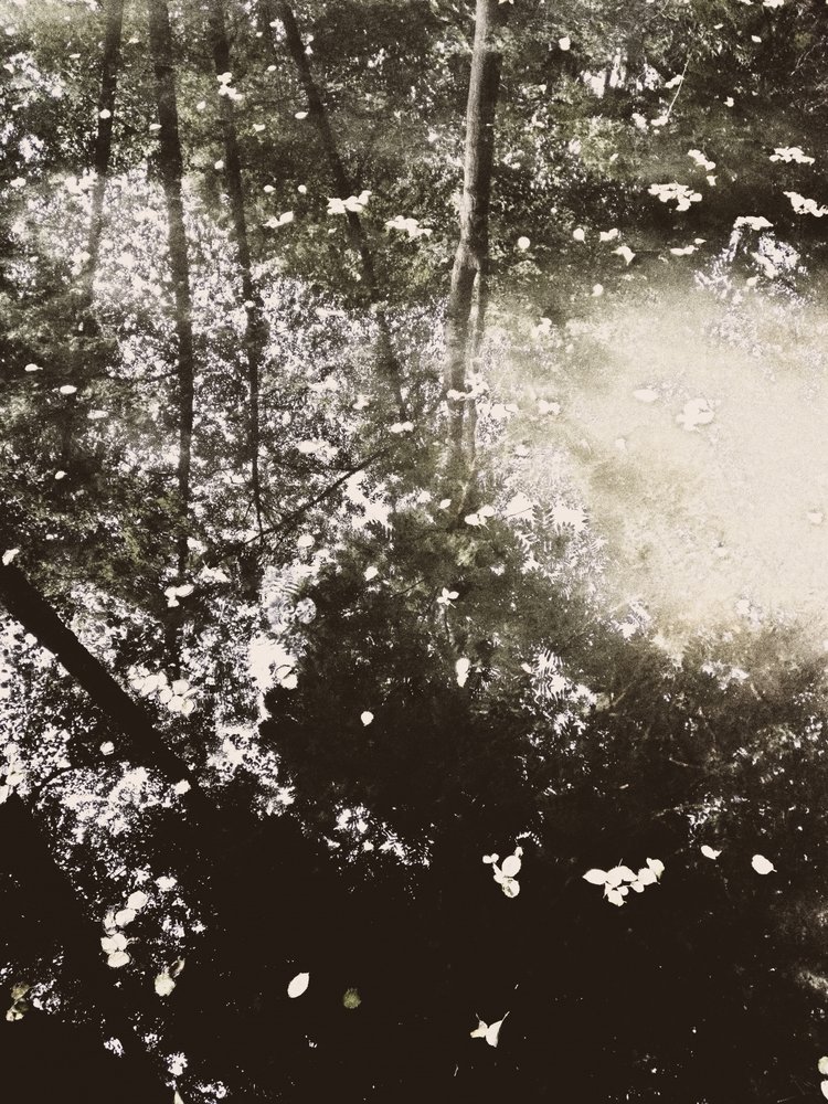 La lumière du soleil dans la forêt éthérée - Angelo Cerantola
