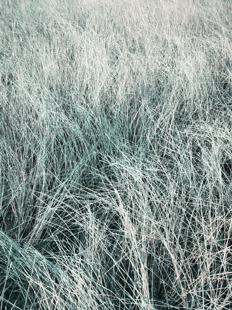 Herbe argentée ondulante - Angelo Cerantola