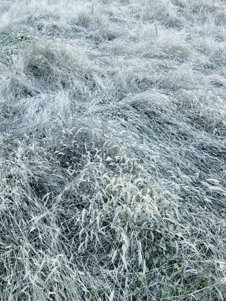 Herbe hivernale givrée - Angelo Cerantola