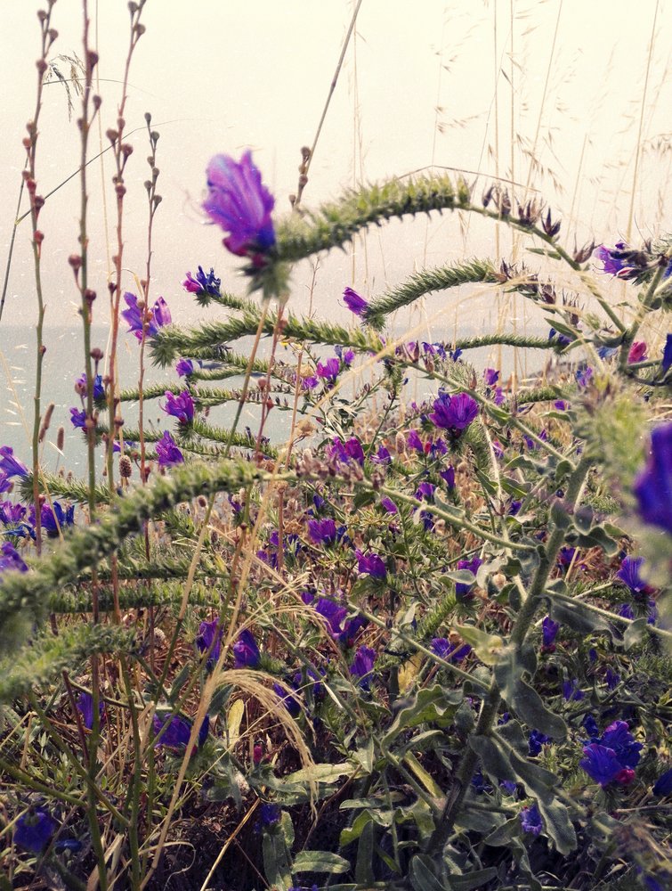 Fleur violette au-dessus de l