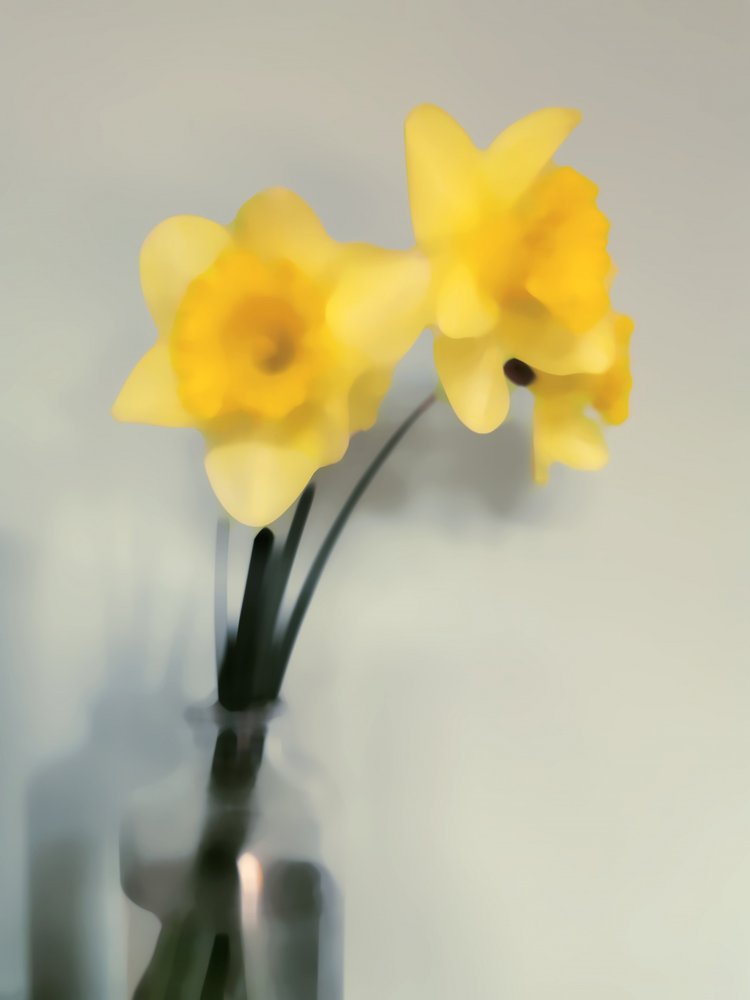 Jonquilles jaune pâle - Angelo Cerantola